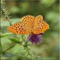 2009_schmetterlinge 0003